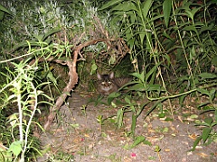 Canicule - Micky dans le jardin 1